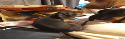 Miniature Dachshund dogs for sale: Pure breed minature dashound  - Advert 8