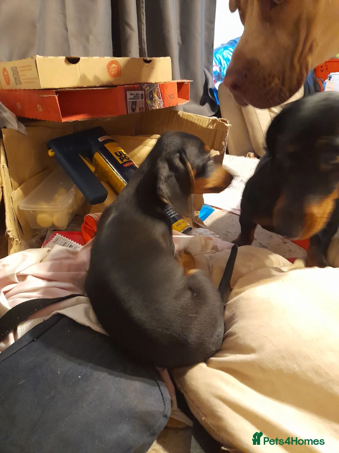 Miniature Dachshund dogs for sale: Pure breed minature dashound  - Advert 8