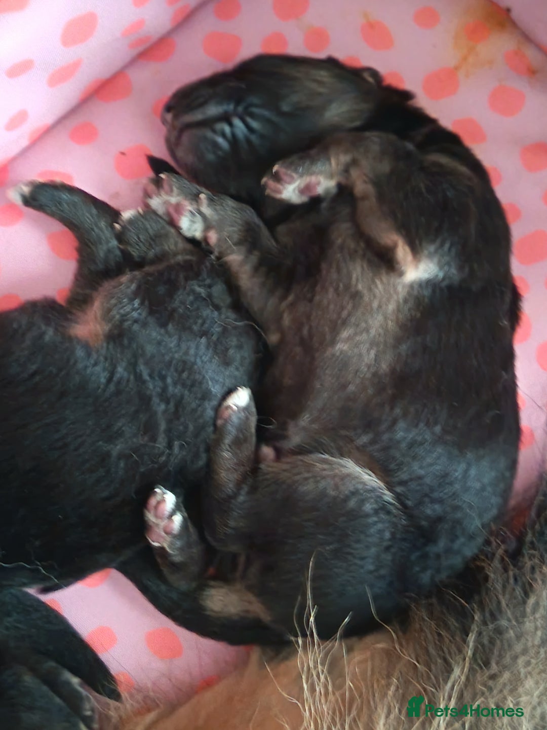 German Shepherd dogs for sale: German Shepherd puppies - Image 3