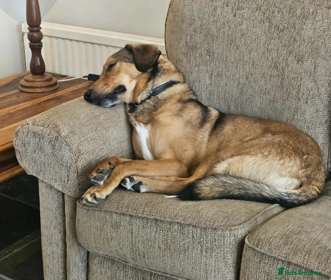 Mixed Breed dogs for sale: Lovely Obi Looking For His Forever Home in Chesterfield - Advert 6