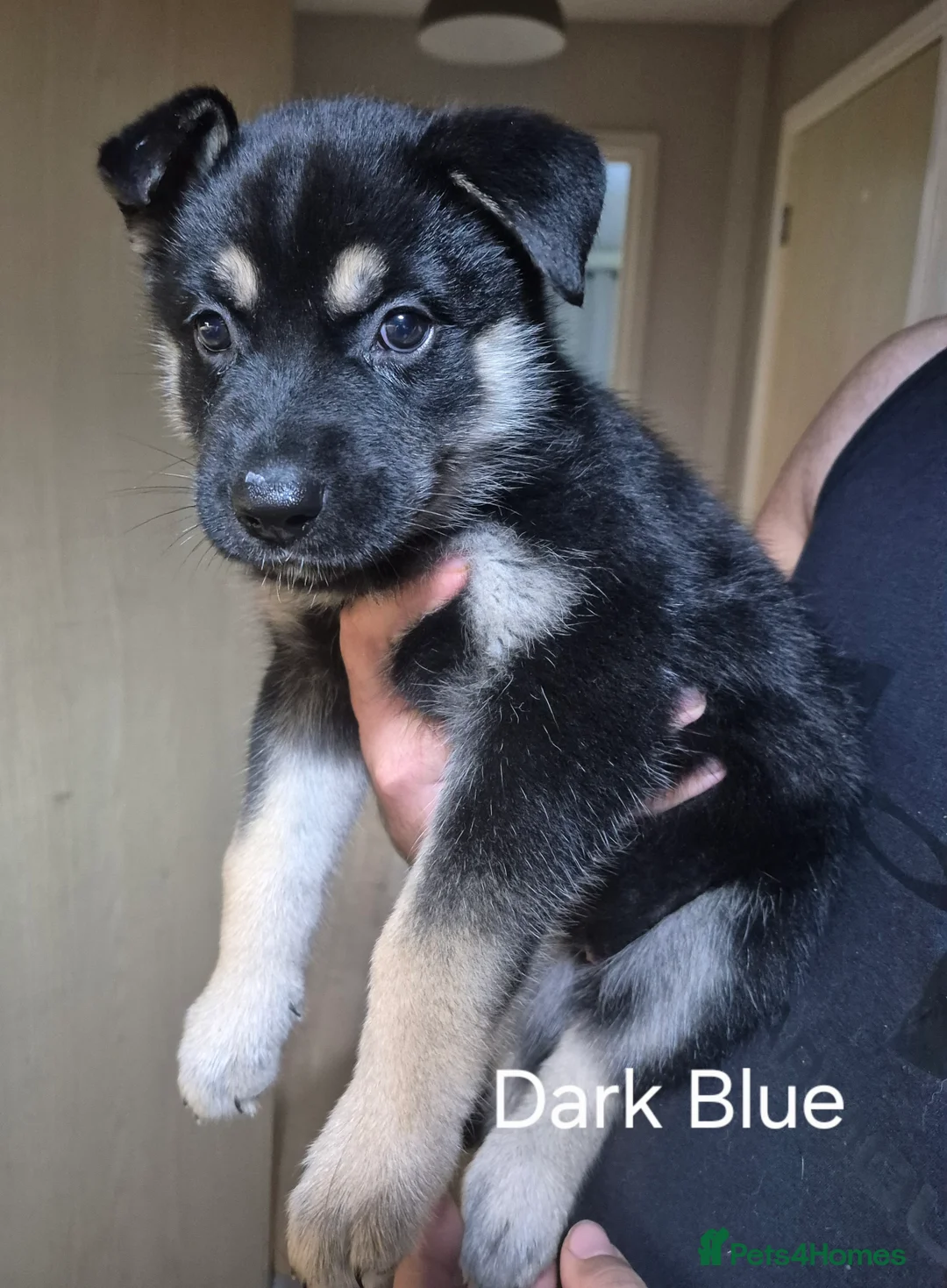 Mixed Breed dogs for sale: READY NOW! Stunning litter of puppies!! - Advert 7