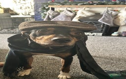 Mixed Breed dogs for sale: Beautiful 2.5 years old Daisy  - Image 4