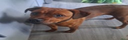 Mixed Breed dogs for sale: Boxodor  - Advert 8