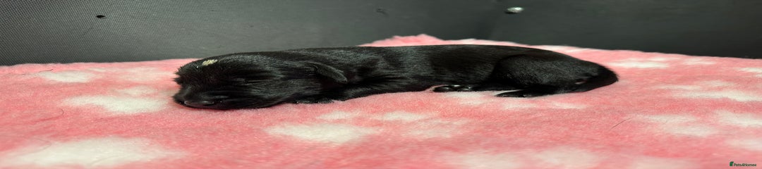 Labrador Retriever Puppy 9