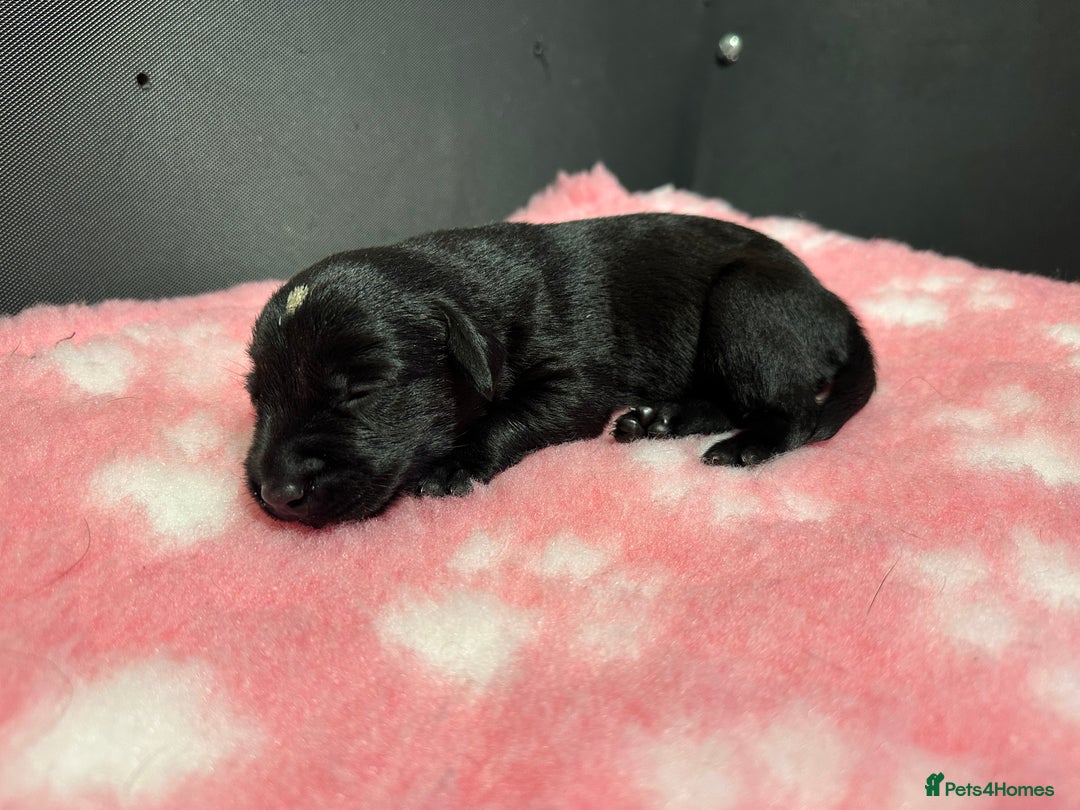 Labrador Retriever dogs for sale: Ftch sired Labrador puppies  - Image 9