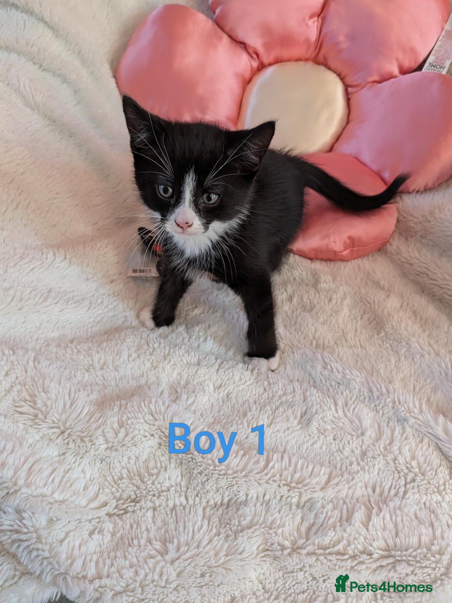Mixed Breed cats Beautiful fluffy kittens for sale  - Advert 1