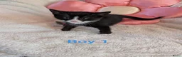 Mixed Breed cats for sale: Beautiful fluffy kittens for sale  - Advert 4