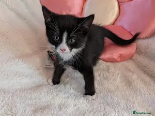 Mixed Breed cats Beautiful fluffy kittens for sale - Advert 1