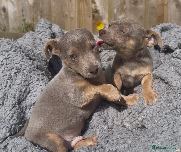 Jack Russell dogs Lilac and tan Jack Russell Boys - Advert 1