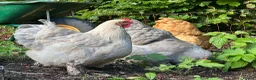 Chickens poultry for sale: Four fabulous Orpington ladies! - Advert 1