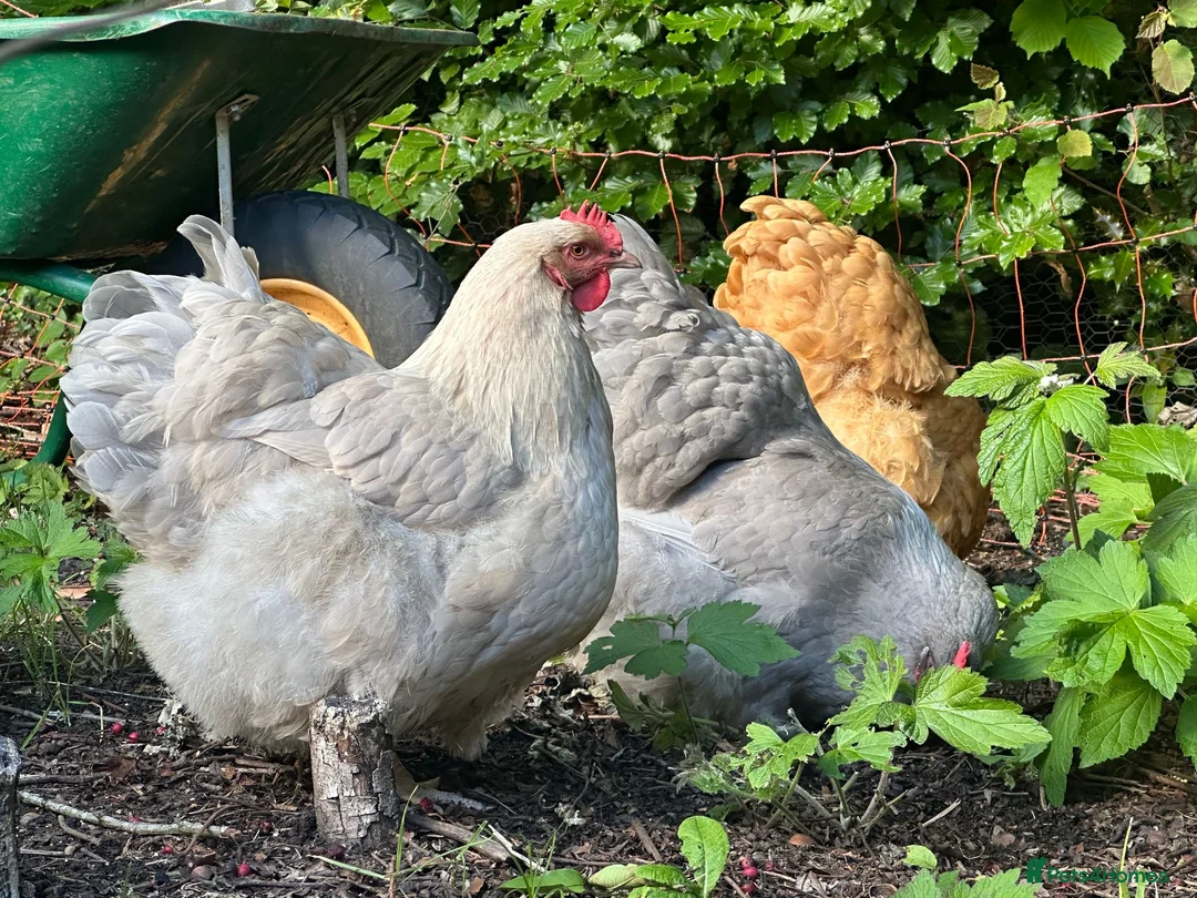 Chickens poultry for sale: Four fabulous Orpington ladies! - Advert 1