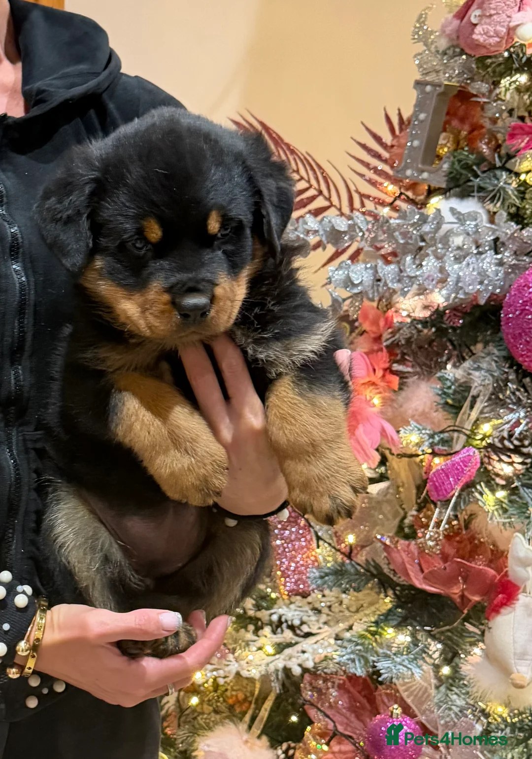 Rottweiler dogs for sale: READY NOW 2 female Rottweiler puppies - Advert 31
