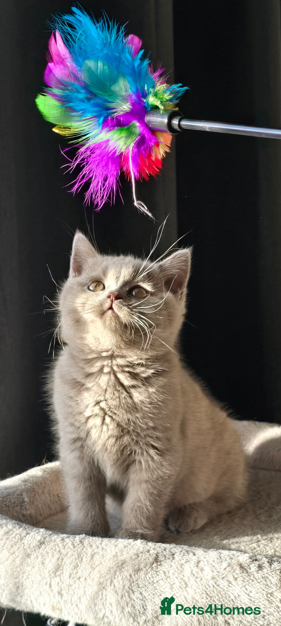 British Shorthair cats for sale: Gorgeous Britishshorthair kittens GCCF registered! - Advert 9