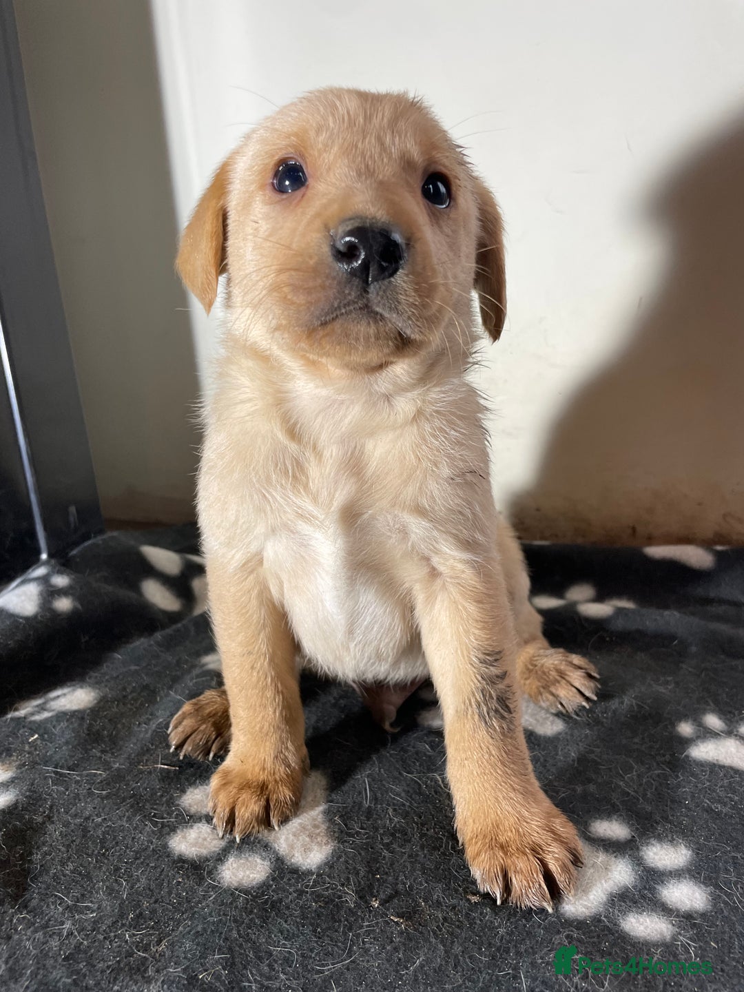 Labrador Retriever dogs for sale: Stunning chunky Labrador pups  - Advert 13