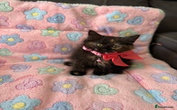 Siberian cats for sale: Full stunning siberian kittens for sale - Image 18
