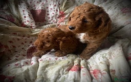 Cockapoo dogs for sale: Fabulous F1b Fox Red Cockapoo Health Cleared - Image 28