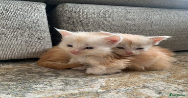 Maine Coon cats - Advert 8