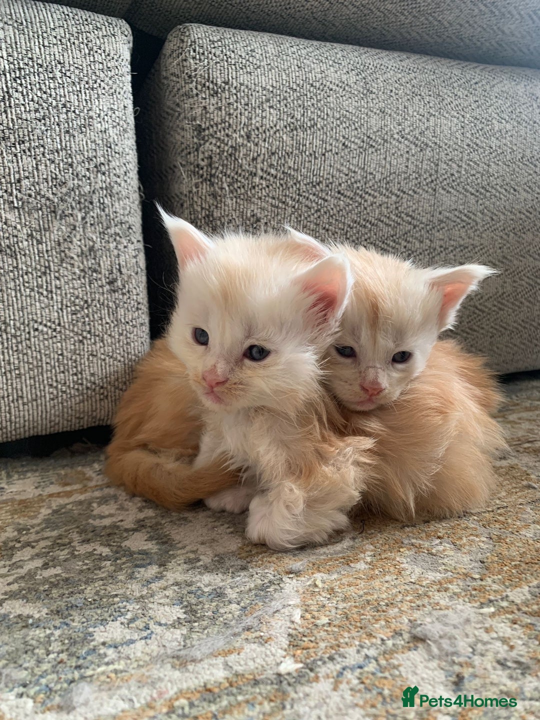 Maine Coon cats for sale: Beautiful rare colour pedigree Maine Coon kittens - Image 2