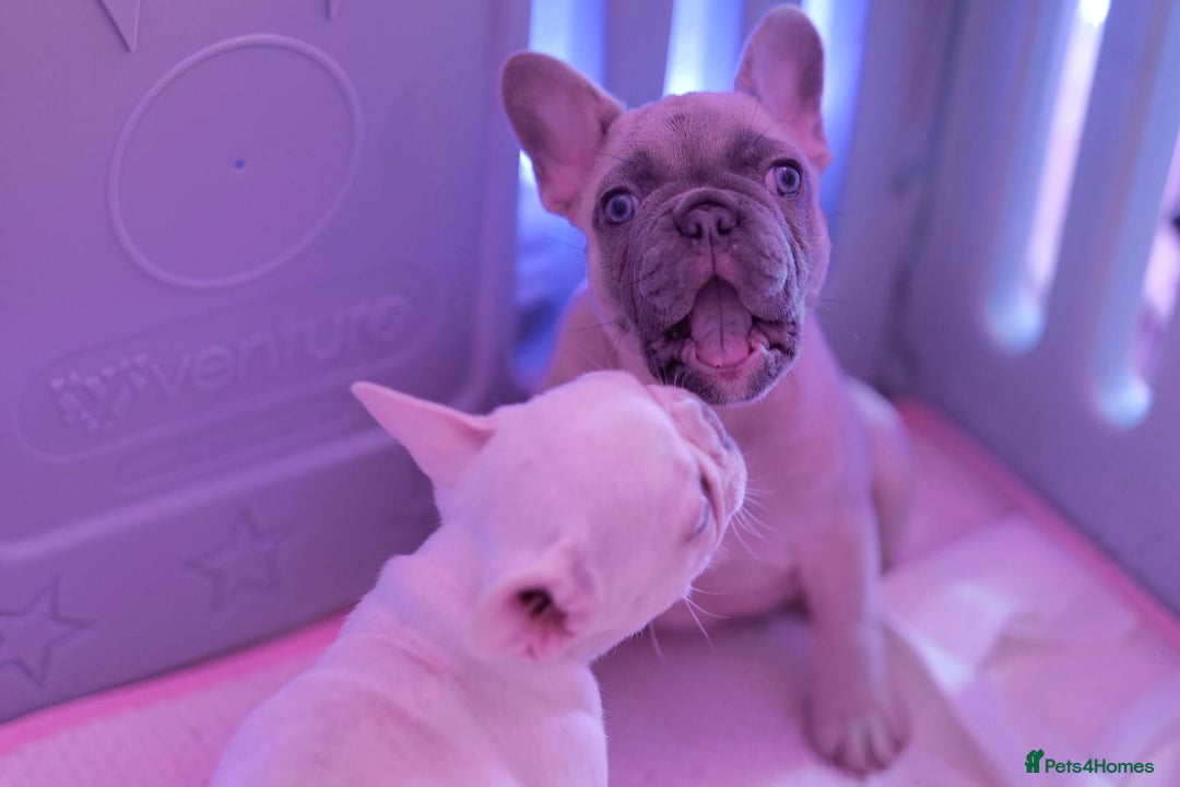 French Bulldog dogs for sale: KC French Bulldog Ready Now ! - Image 29