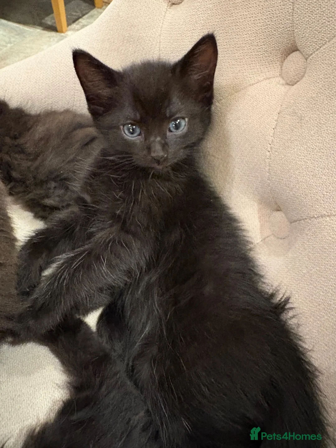 Ragdoll cats for sale: Ragdoll x Russian Blue Kittens - Advert 15