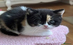 British Shorthair cats for sale: British Shorthair Pedigree Kittens - Image 7