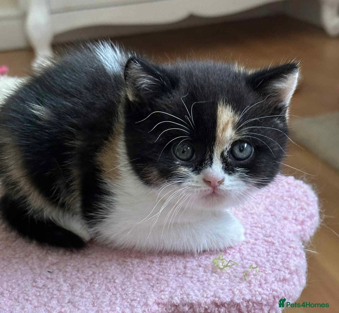 British Shorthair cats for sale: British Shorthair Pedigree Kittens - Image 7
