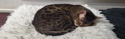 Bengal cats for sale: TICA,pedigree,  bengal girl - Advert 3