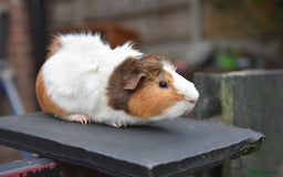 Guinea Pig rodents for sale: 9 Month Old Male Guinea Pigs Looking For Homes in Wigan - Image 15