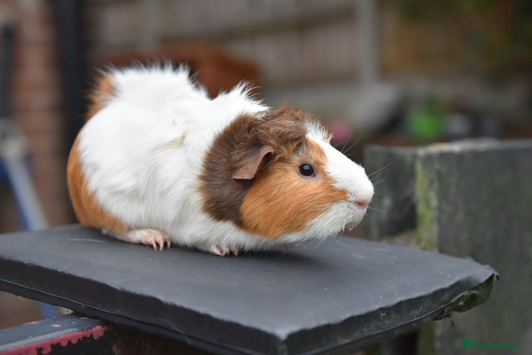 Guinea Pig rodents for sale: 9 Month Old Male Guinea Pigs Looking For Homes in Wigan - Image 15