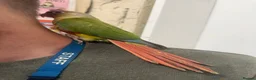 Parrots birds for sale: Stunning Parakeets/PARROTS/Macaws - Advert 3
