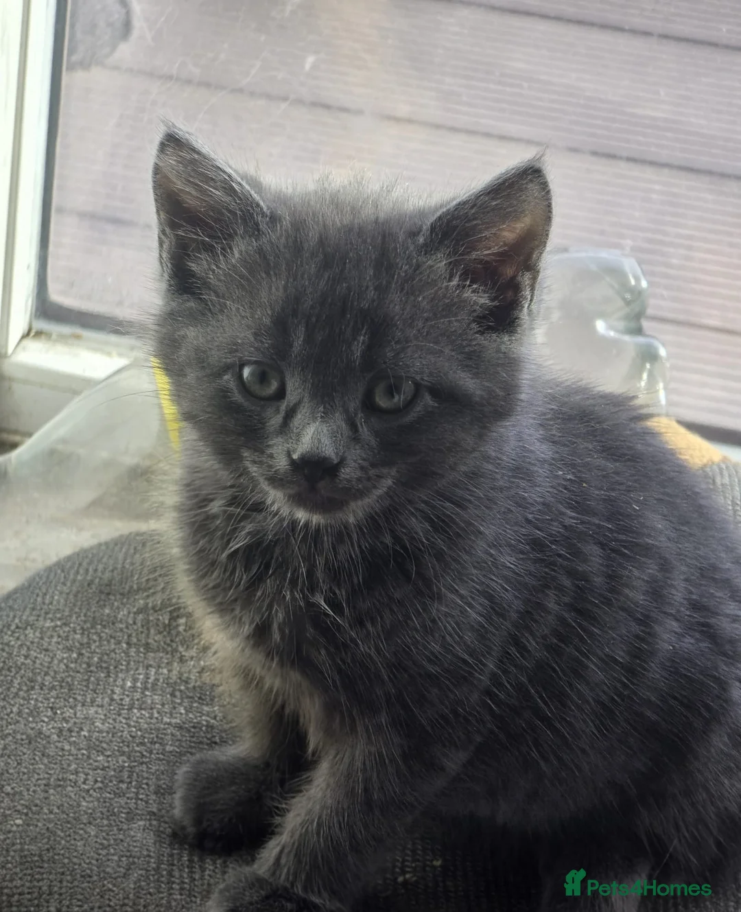 Turkish Angora cats for sale: 2 months old kittens ready to be rehomed  - Advert 2