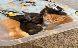 British Shorthair cats for sale: British Shorthair Cross Kittens  - Image 1
