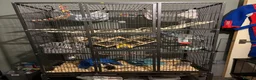 Rat rodents for sale: Four very friendly Rats  in Towcester - Advert 6