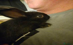 Mini Lop rabbits for sale: Mini lop male - Image 2