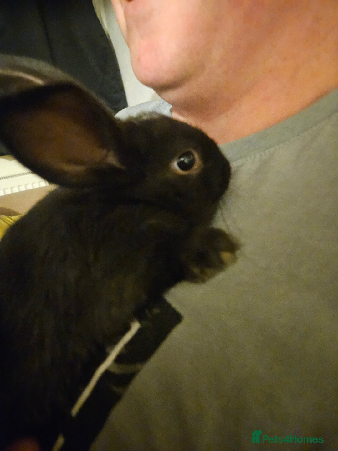 Mini Lop rabbits for sale: Mini lop male - Image 2