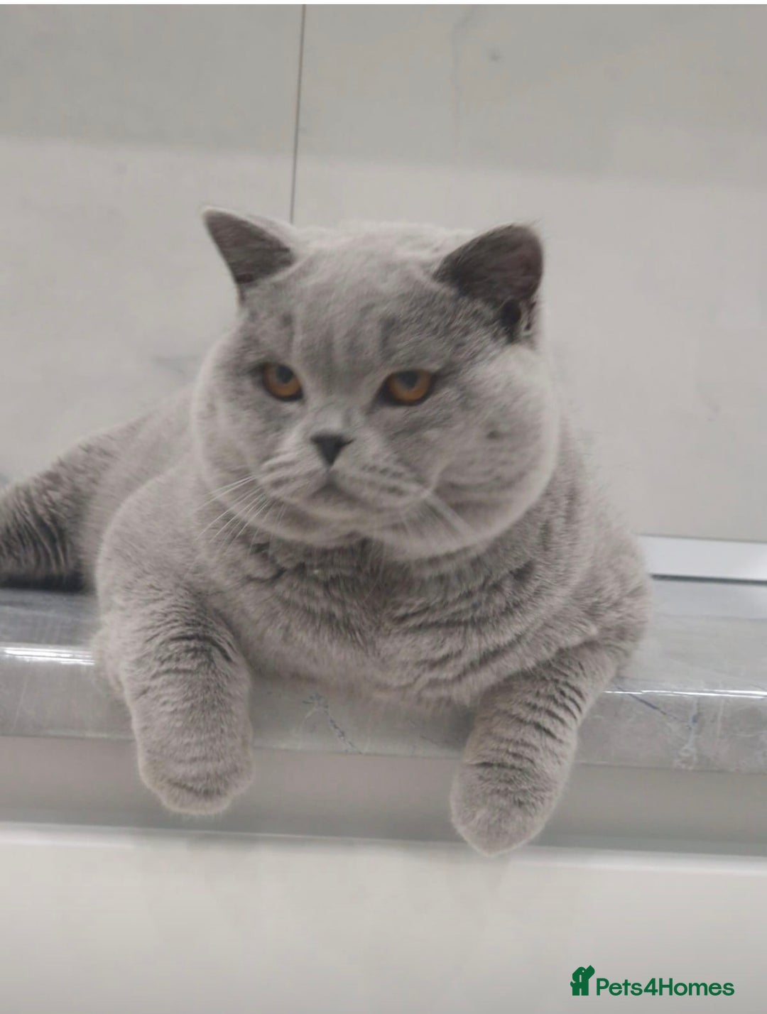 British Shorthair cats for sale: Excellent Champion line  - Advert 12