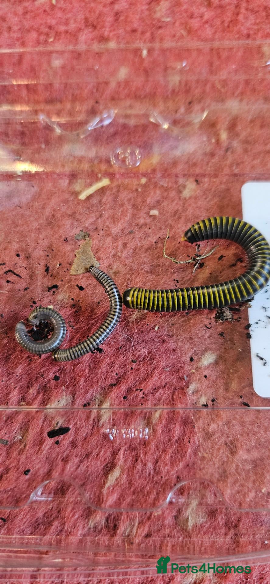 Millipedes invertebrates Bumblebee Millipedes (Anadenobolus monilicornos) - Advert 14