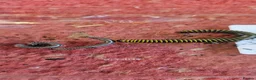 Millipedes invertebrates for sale: Bumblebee Millipedes (Anadenobolus monilicornos) in Lowestoft - Advert 1