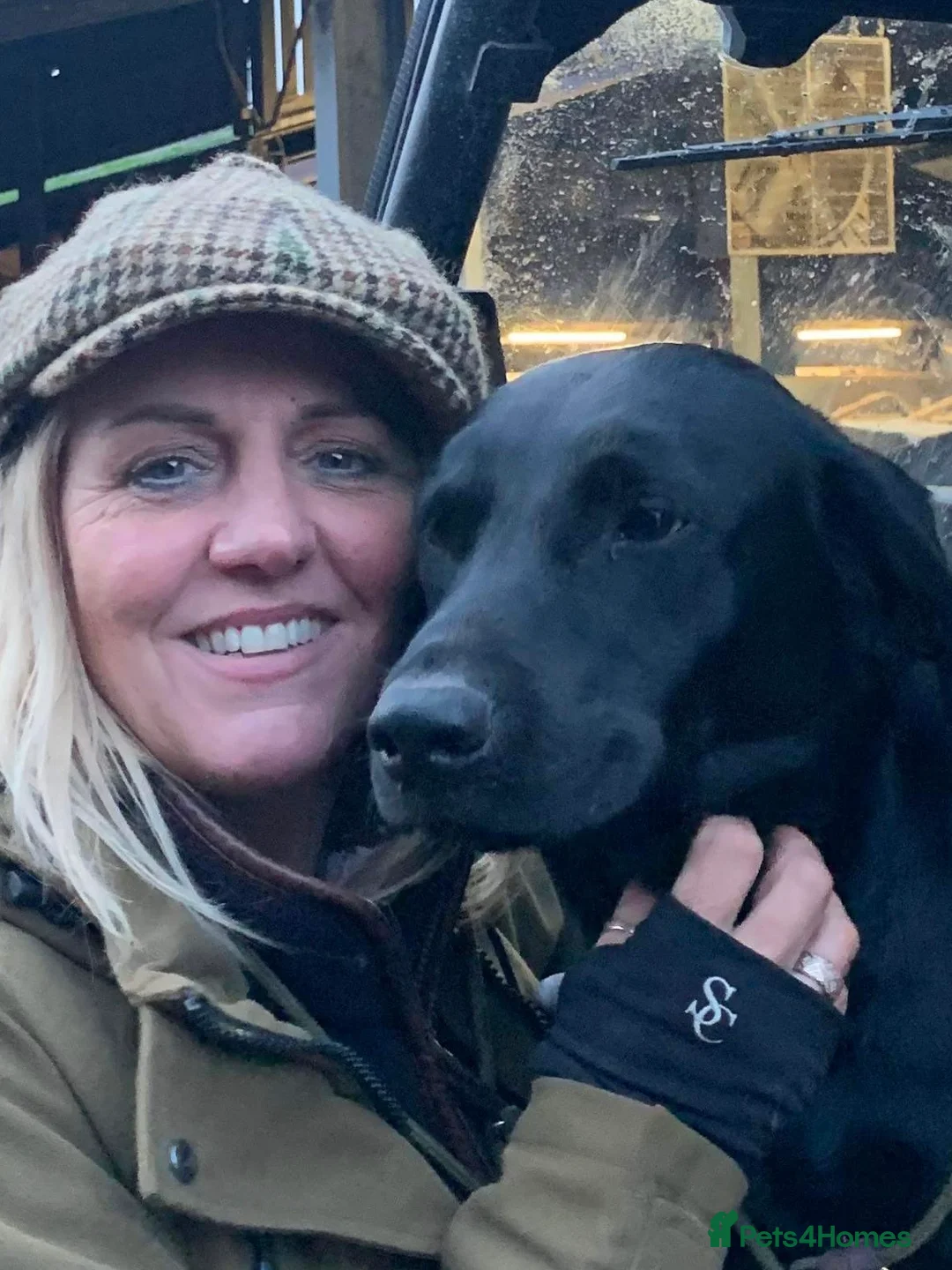 Labrador Retriever dogs for stud: Health Tested Working Labrador Retriever For Stud in Burton-on-Trent - Advert 5