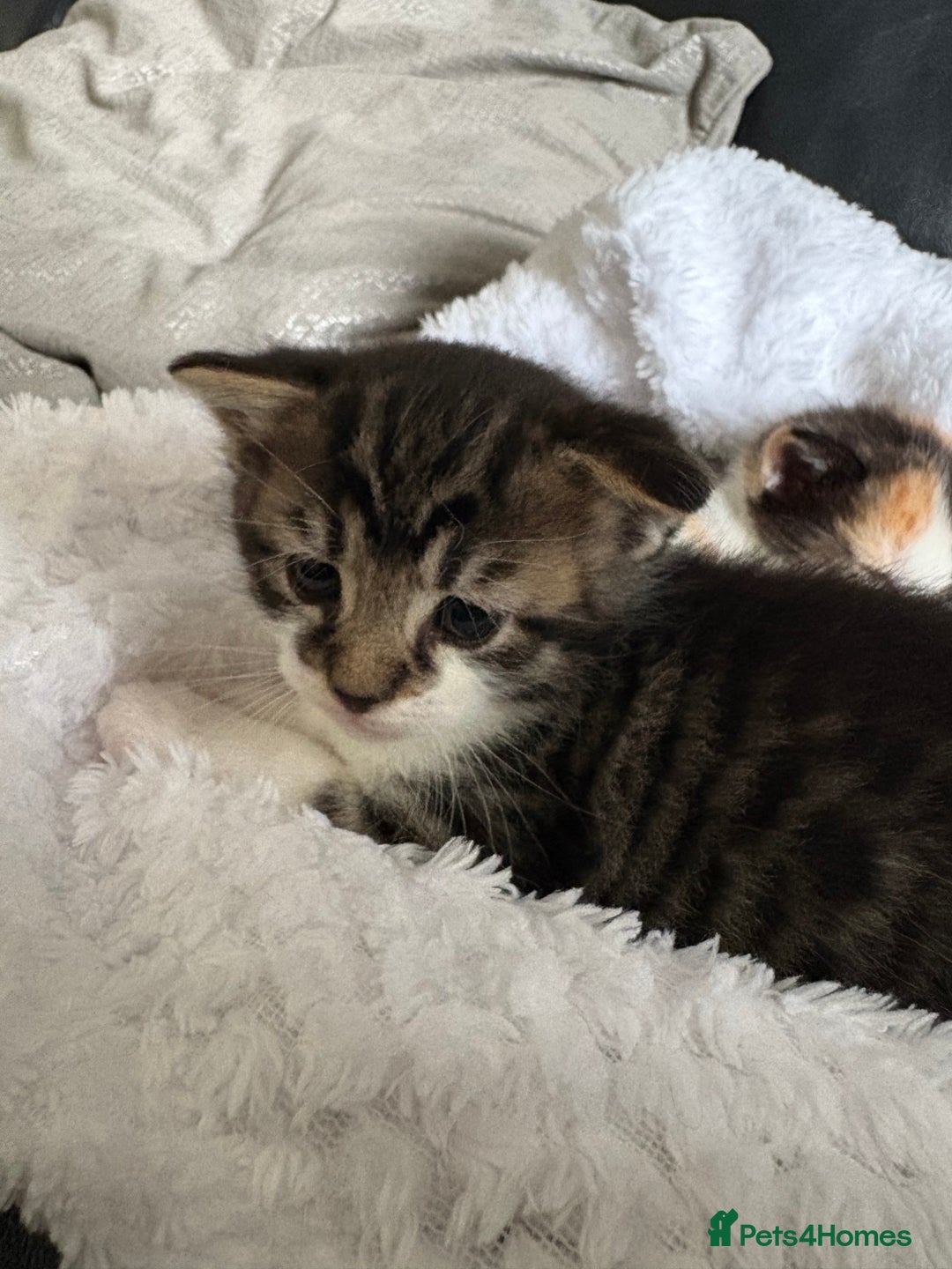 British Shorthair cats for sale: 3 adorable long haired kittens available Sept - Image 1