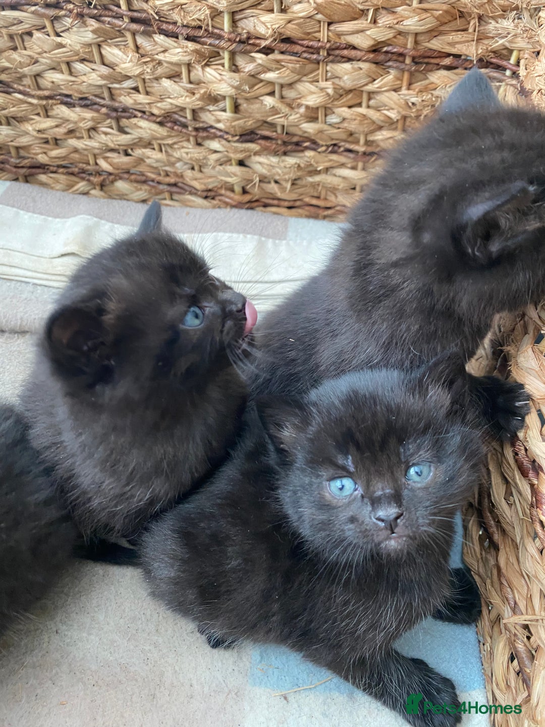 British Shorthair cats for sale: British shorthair black cross kittens  - Advert 6