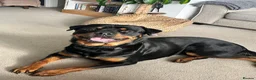 Rottweiler dogs for sale: Beautiful Family Raised Rottweiler Puppies in Hailsham - Advert 4