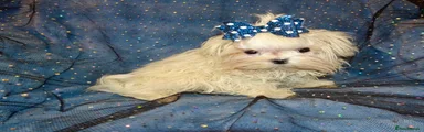 Oscar