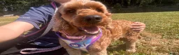 Poodle dogs for adoption: Luna  - Advert 8