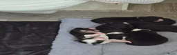 Border Collie dogs for sale: Stunning border collie pups - Advert 10