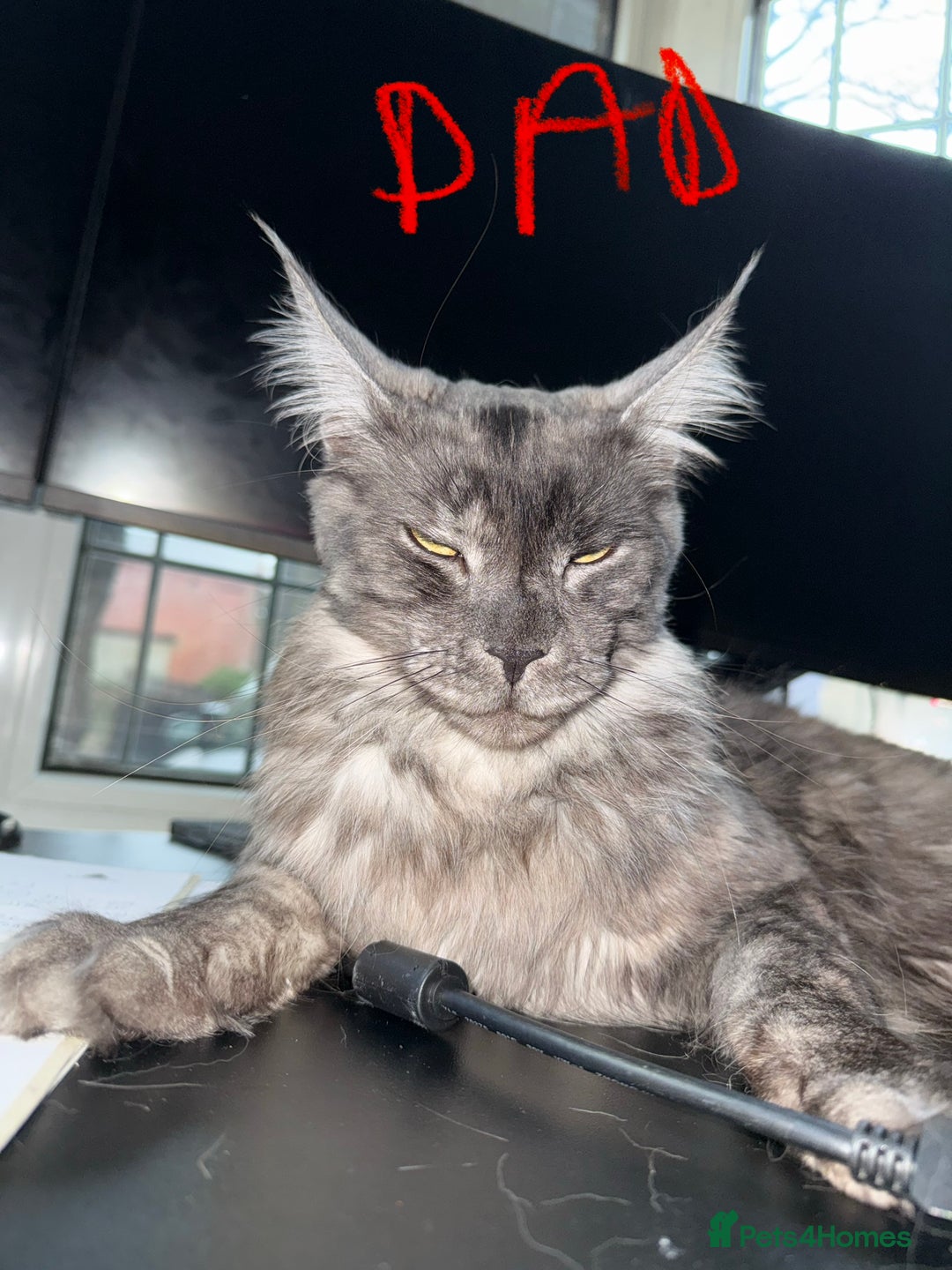 Maine Coon cats for sale: Beautiful Maine Coon Kittens – Ready mid January - Advert 7