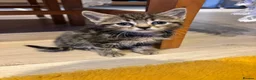 Mixed Breed cats for sale: 🐾 Beautiful 8-Week-old kitten in London - Advert 3