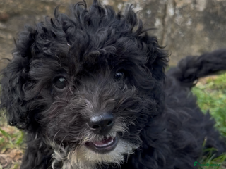 Jackapoo dogs - Advert 2