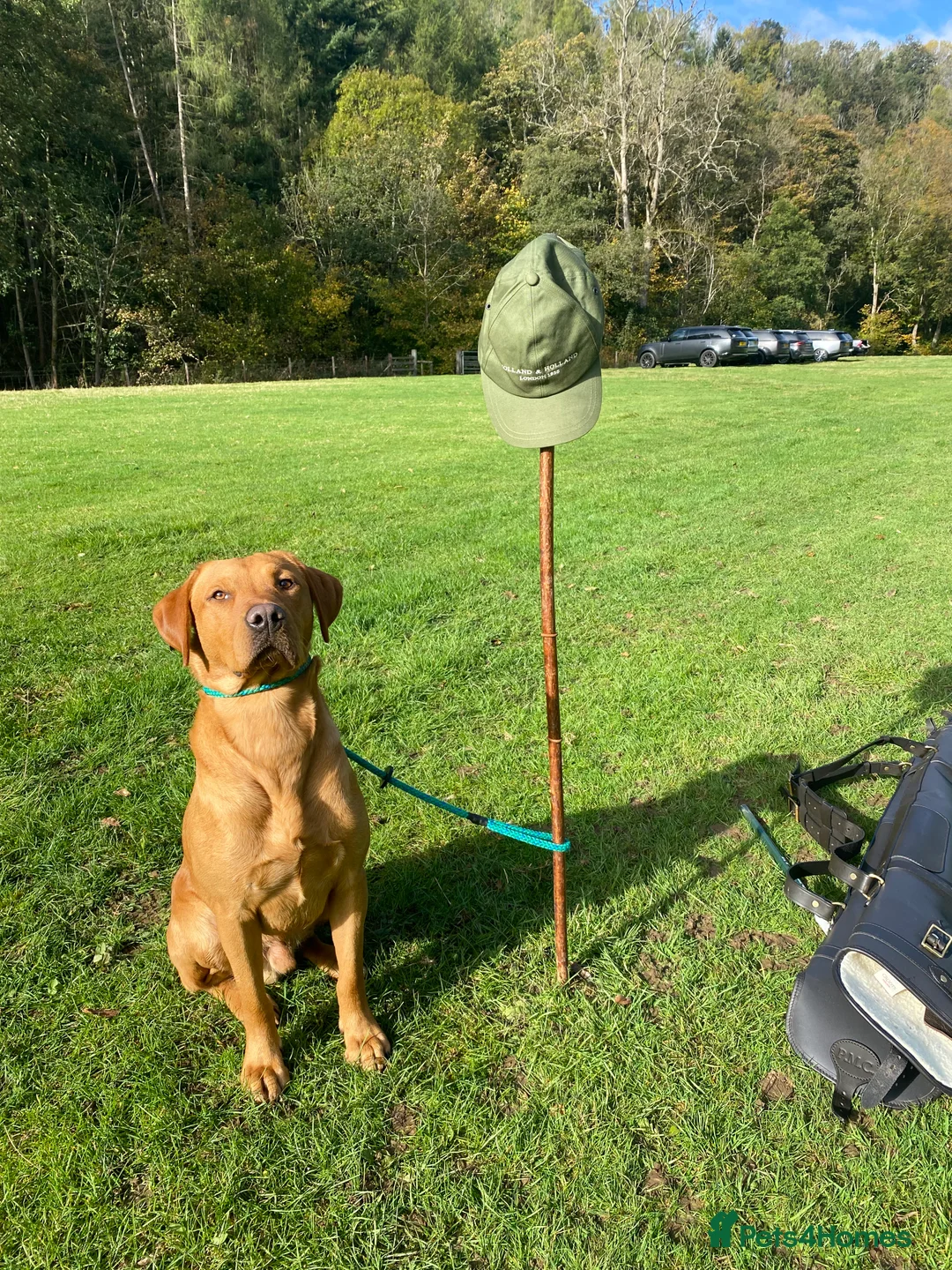 Labrador Retriever dogs for stud: Fox Red Labrador available at stud  - Advert 2