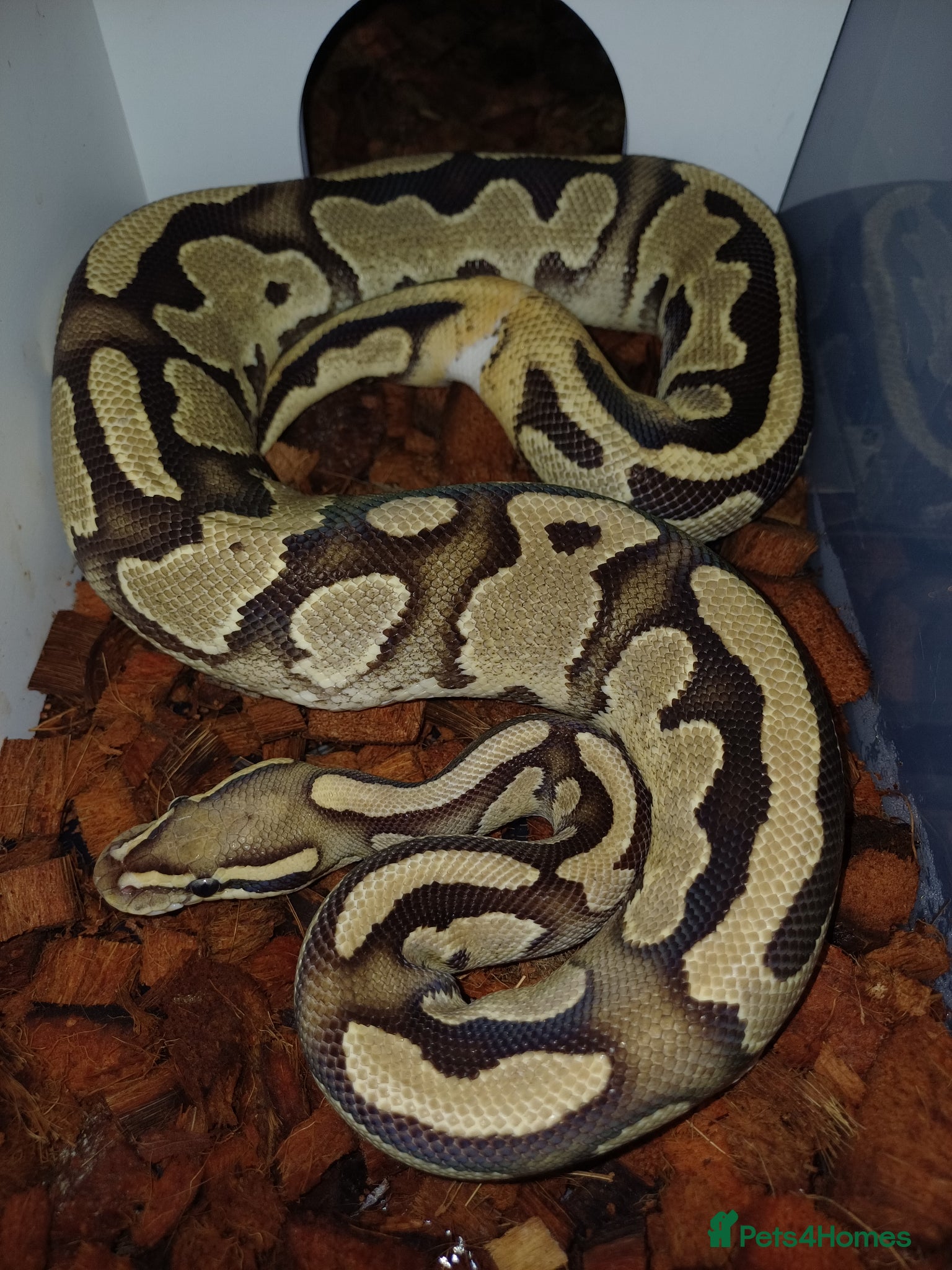 Python Snake reptiles 2023 0.1 Enchi Fire/Lucifer het Pied ball python - Advert 2